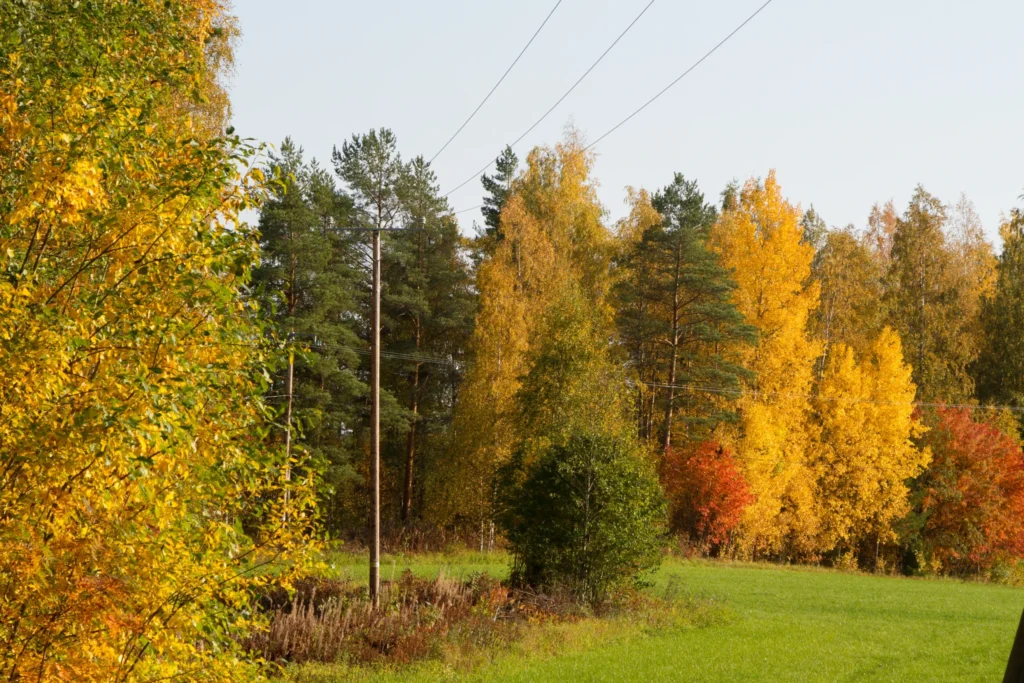 Sähkölinja syksyisessä metsämaisemassa